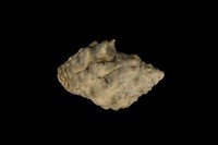 藏品(黃口岩螺(黑痣岩螺))的圖片